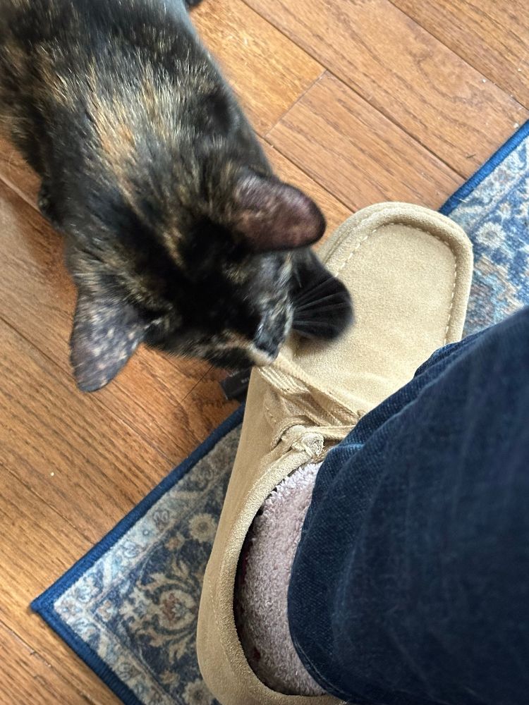 A tortie kitten pictured from above, chewing on tan shoelaces while the shoe is on a person's foot.