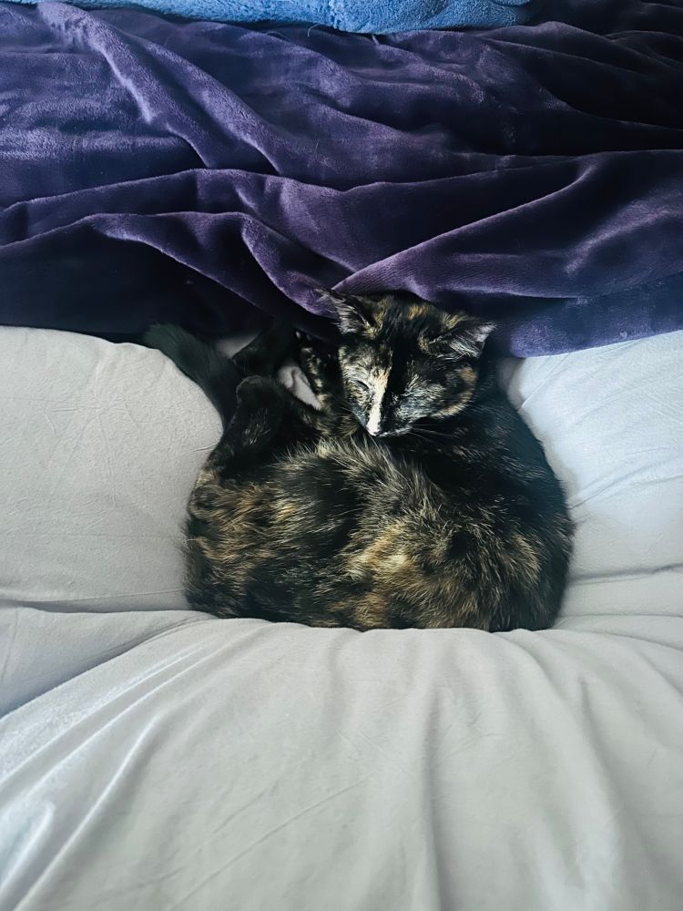 A tortoiseshell cat curled up on a light-gray blanket with a dark purple blanket across it behind her. The cat is sleepy.