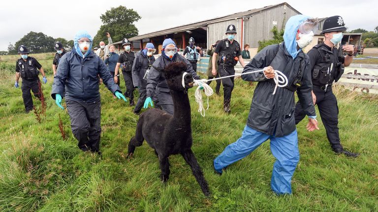 Geronimo the alpaca is led away by DEFRA officials after a lengthy stand off with the owner who was trying to save her pet after it appeared to test positive for TB