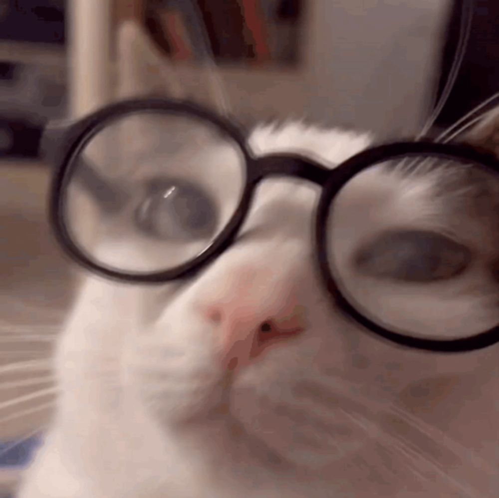 a white cat wearing glasses is looking at the camera