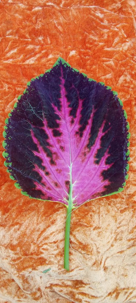 A coleus leaf with a green stem and outline, a dark purple outer colour and vivid pink centre 