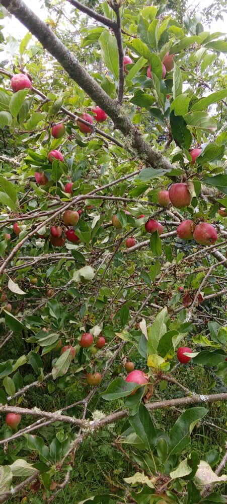 Loads of ripening apples on a tree 
