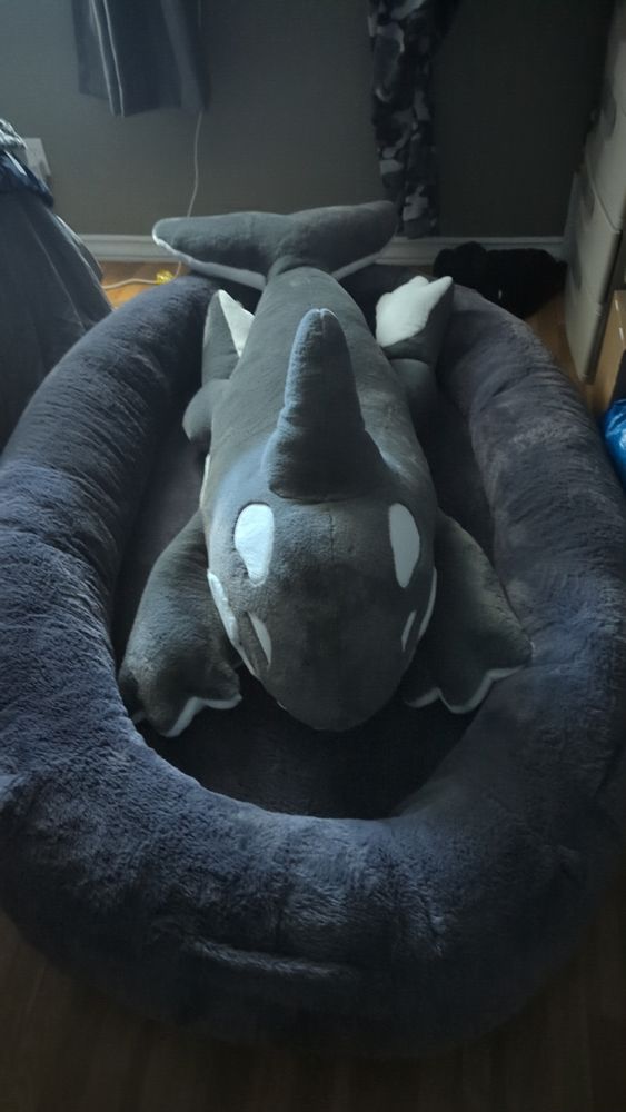A large orca plush sitting in a big fuzzy dog bed, with just enough room for you too