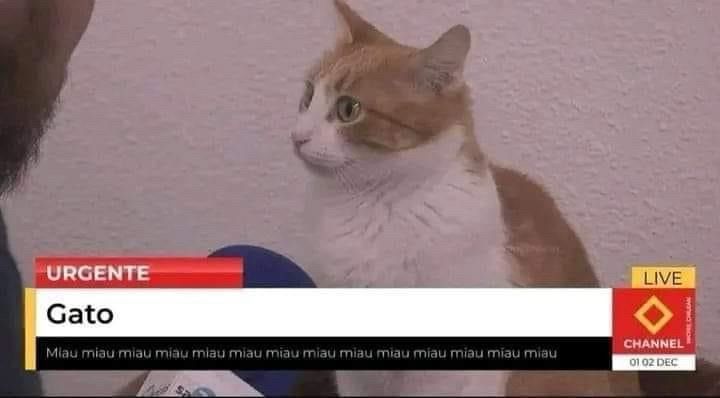 A pic of a cat on the news. 

Text:

URGENTE
Gato
Miau miau miau miau miau miau miau miau miau miau miau miau miau miau
LIVE
CHANNELE
01 02 DEC