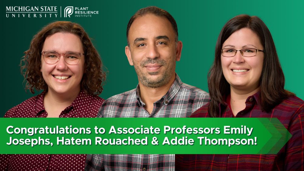 A graphic with a dark blue-green gradient background and the MSU PRI logo in the upper left corner. There are photos of Drs. Emily Josephs, Hatem Rouached, and Addie Thompson behind a light green arrow with the following text: Congratulations to Associate Professors Emily Josephs, Hatem Rouached & Addie Thompson!