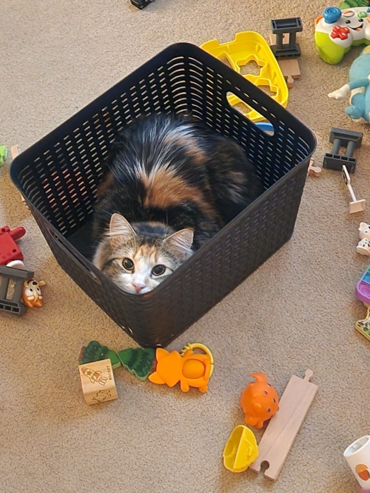 Fluffy calico cat looking up at the camera from inside a basket surrounded by baby toys.
