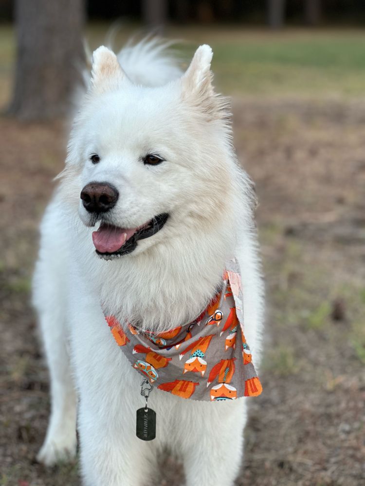 Male Samoyed looking jaunty in his fall bandana
