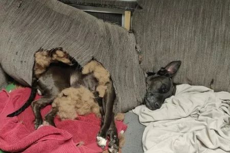 Imagine of dog sleeping halfway inside a sofa cushion it had ripped open.