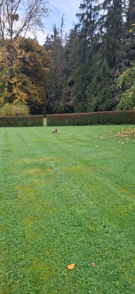 Grasveld zo groot als een voetbalveld.
Deze is op een plekjes na afgesloten door een heg. Via opening kun in en uit lopen.
Daar omheen ligt een wandelpad ,daar achter een bospad met veel bomen. Vlak bij het heg staat Zeki 
