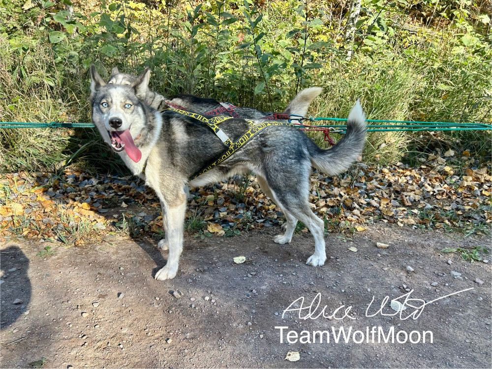 Solar Flare, a grey and white Siberian husky with blue eyes stands in harness on a gangline during a break in a fall training run.