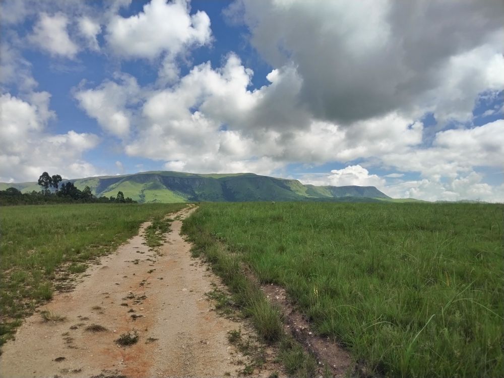 Another dandy trail through a field of grass with a background of mountains and trees