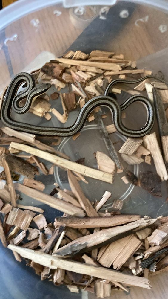 A small grey-striped snake in a bucket with woodchips