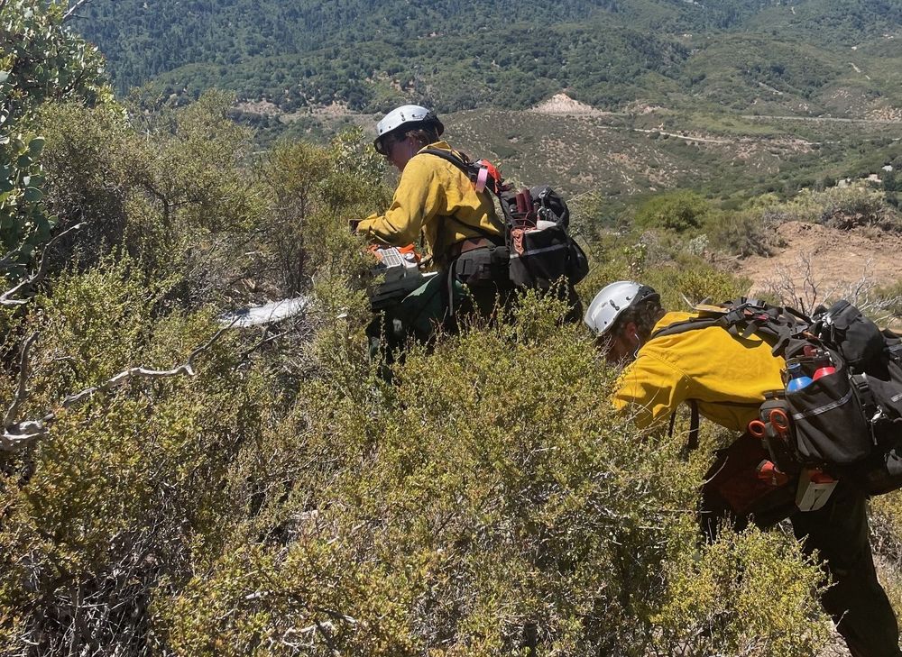 Brush is no match for EFR chainsaws
