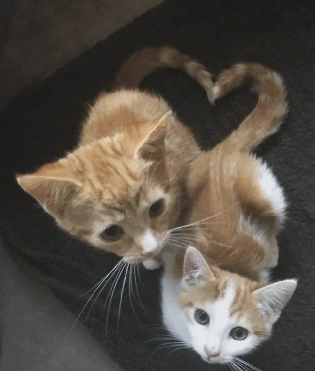2 kittens, whose tails are forming a heart