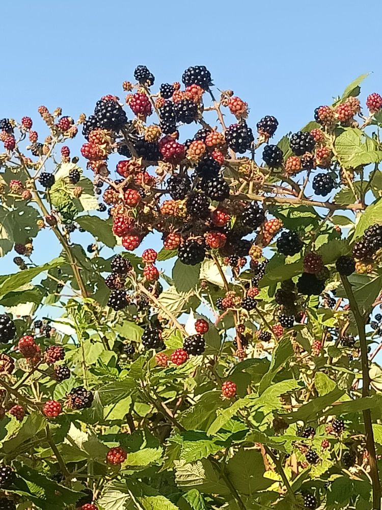Photo d'un roncier au soleil. Le ciel est bleu. Le roncier, feuilles vert clair et mûres noires et rouges, est illuminé par la lumière.