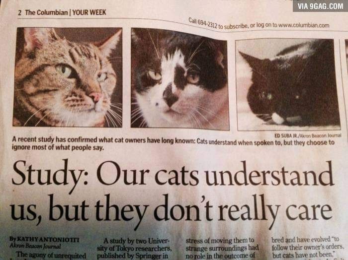 headline of print newspaper with three cat faces in the banner image: "study: our cats understand us, but they don't really care"