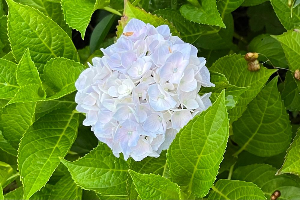淡いブルーがかった白の紫陽花