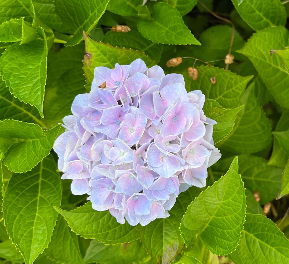 淡いブルーとピンクの混じった紫陽花