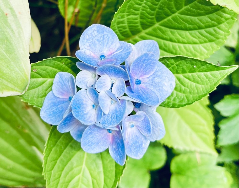 紫陽花コットンキャンディ