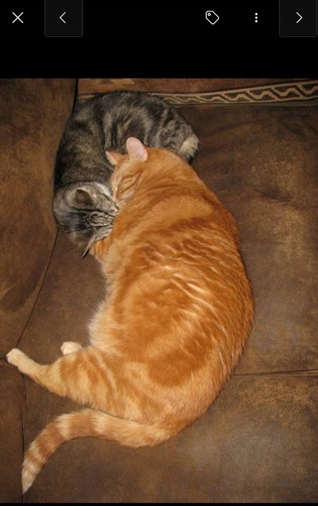 Small black/grey/white tabby cuddling with  large orange tabby. Facing opposite directions, their faces pressed together. On a brown couch. 