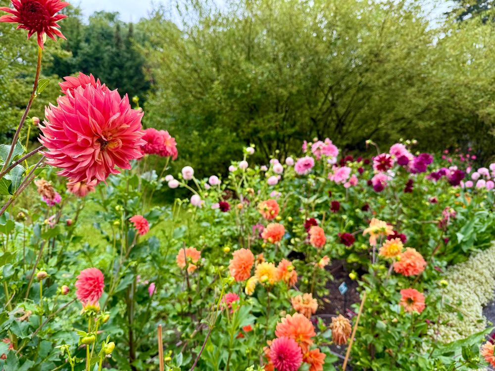An assortment of dahlias at the botanical Gardens in Boothbay Maine