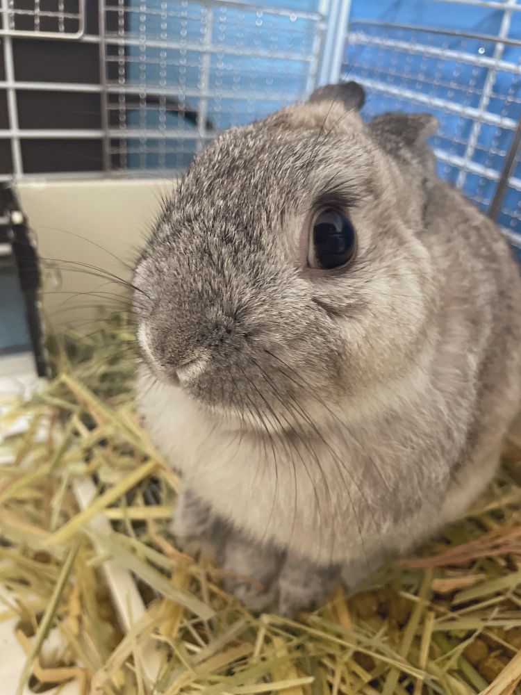 A grey bunny with ears back looking very shocked at the camera