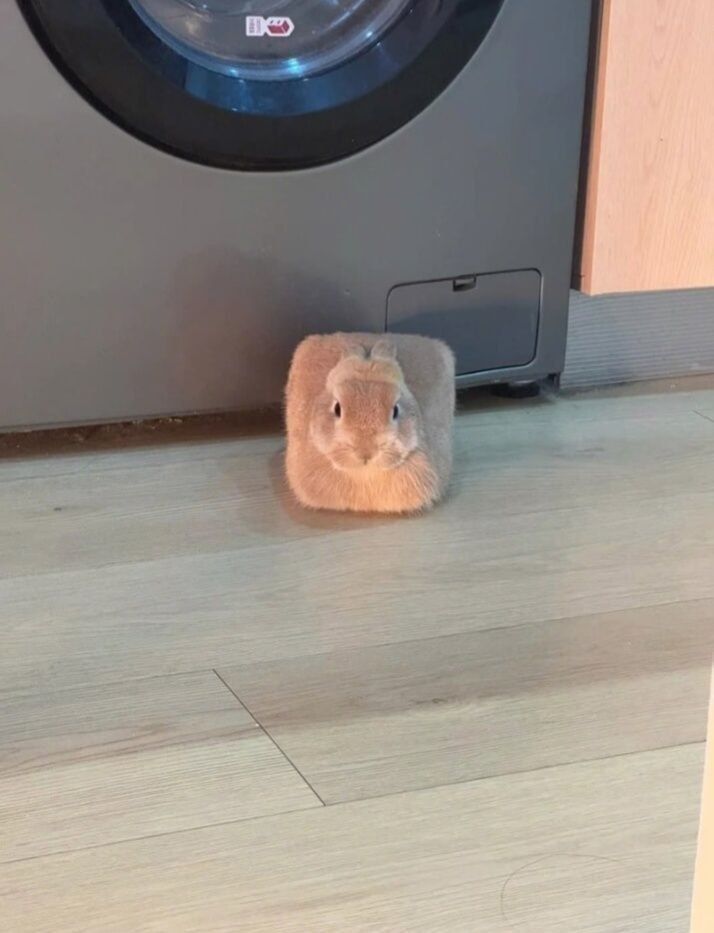 Square bunny 