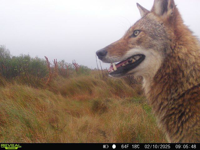 Picture of a Ghost Wolf - they live in Galveston 