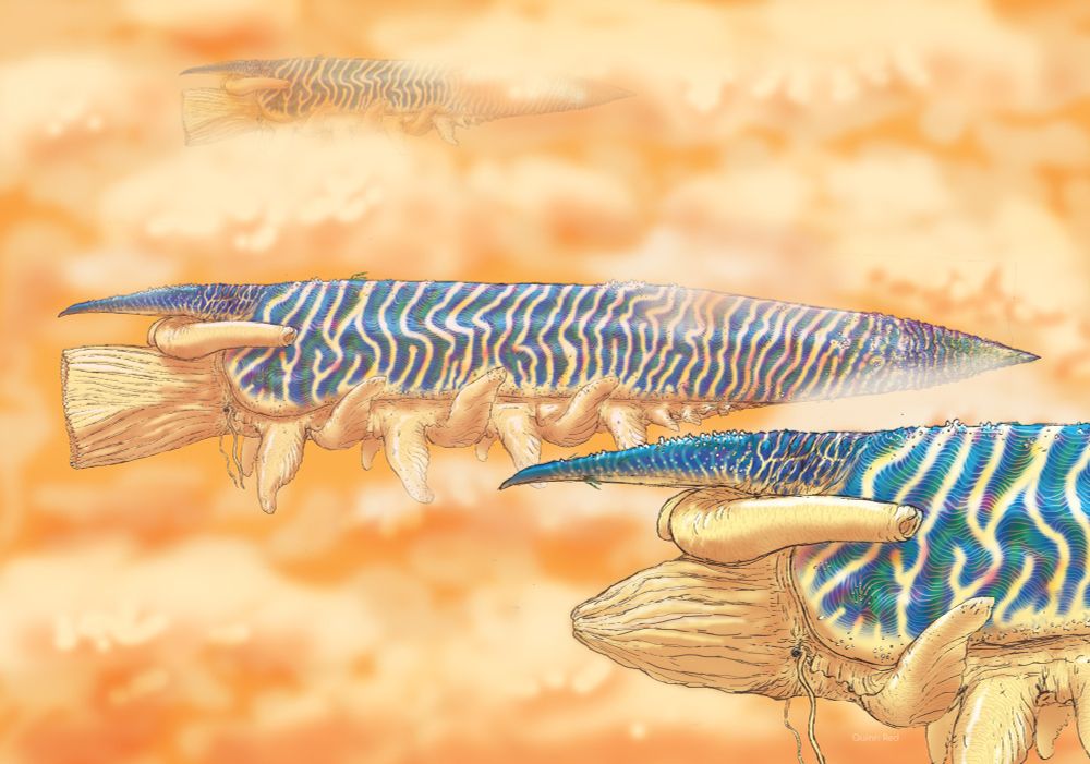 "In the great wide stretches of this world’s atmosphere there gently paddles giants unlike any other. The Shell Haven is a filter feeding descendant of terrestrial Coneshells whose broad sky-plankton diet has allowed it to reach unrivalled sizes. Within their namesake shells are buoyancy air-bladders that keep them stable while massive “wings” and twin siphons push them ever forward through the clouds, their expanding mouths agape for food. 

Although gentle animals, they are extremely deadly combatants towards territorial rivals and predators. What mass and a dense shell cannot solve, the Shell Haven has a harpoon launching proboscis within it’s throat, only revealed when aggravated. The proboscis grows hundreds of modified radula harpoons which generate throughout the year, readying to be blasted out by the combustion of gas rapidly towards targets. The burst can be so powerful that a flash is produced, with Shell Haven combat lighting up clouds in the night sky during nocturnal fire fights.

The death of a fully grown Shell Haven is rare to see, with the closest thing to active predators fleeing with chunks of living meat rather than a full kill, but a true death is an event for the local ecosystem. 
The colossal body will float for potentially years until scavengers finally bore through enough air-bladders to sink the beast. These Shell-Falls produce clouds of organic matter that rain decay and swarm with hungry life, becoming quite a foul smelling festival until the shell crashes upon the earth below.

Some clever creatures have learned to make a home of these pale tombstones to the mighty sky giants, nesting along the hollows of the innards. Cleverer creatures have crafted great balloons to make these shells fly once more, using them as great cloud fortresses and warships."