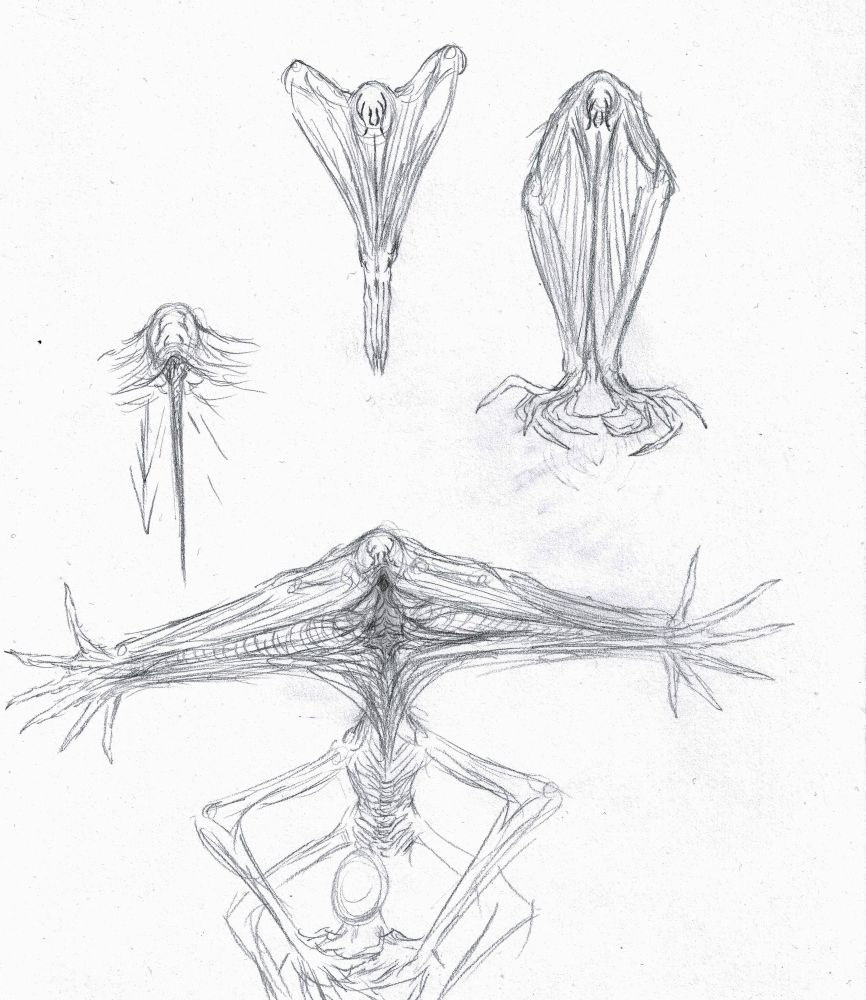 Sketches of the Eciton with their "mouth" open, where a oil black proboscis is produced.