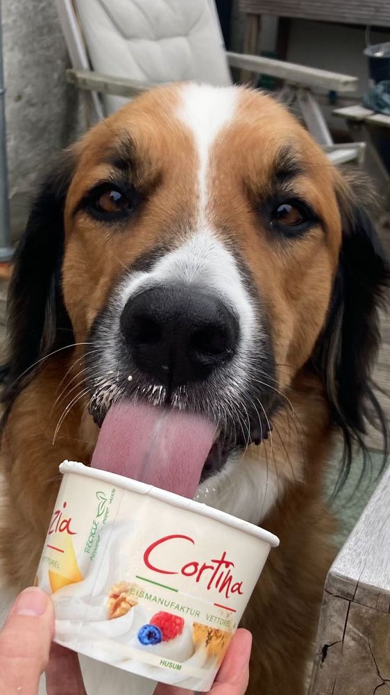 Braunweisser Hundekopf schleckt Eis aus einem Eisbecher