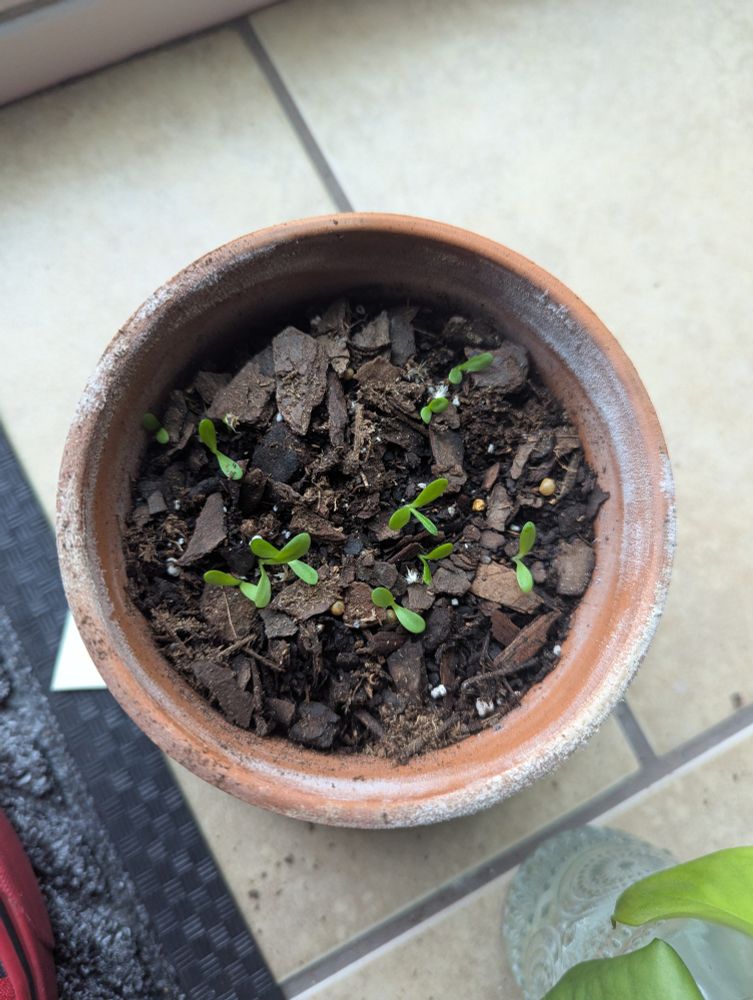 A 4" terracotta pot with 10 firewheel sprouts in it