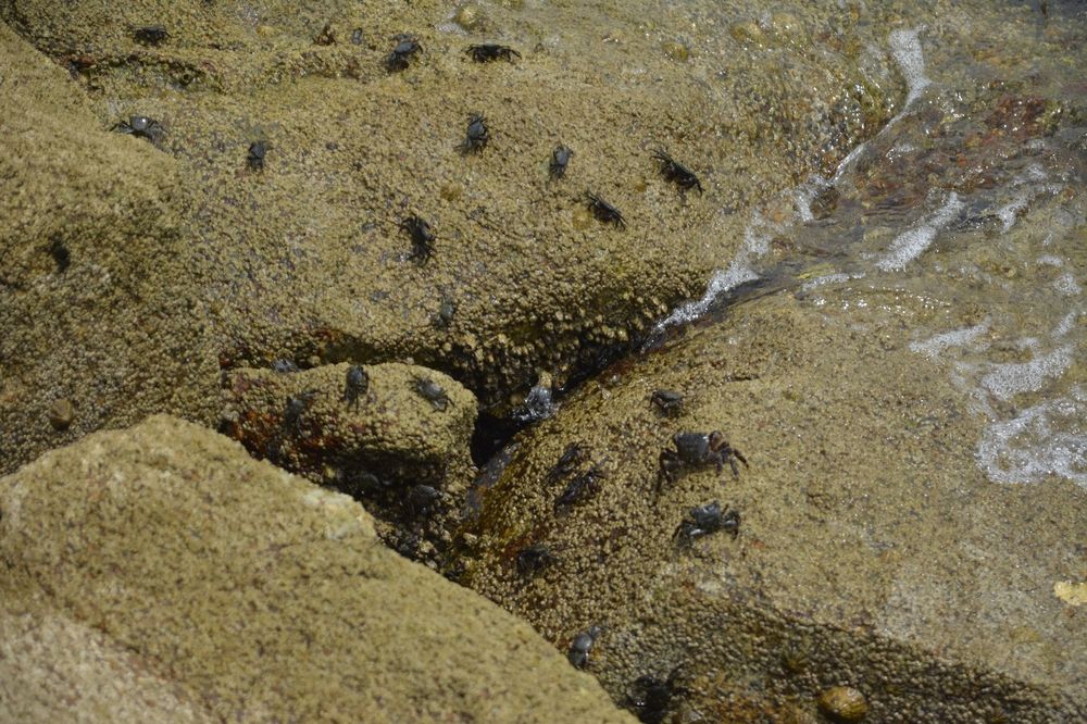 Cangrejitos sobre las rocas al borde del mar