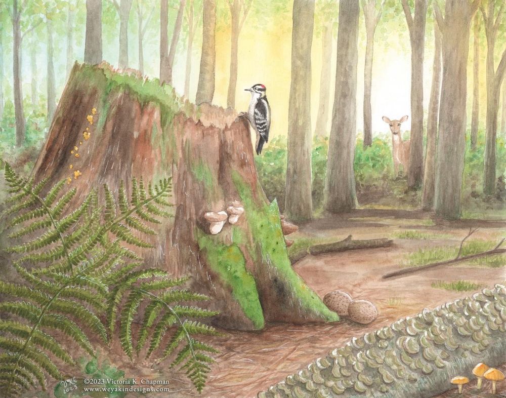 A watercolor illustration of a wooded scene in New England. A woodpecker sits on a rotting tree stump covered in moss and fungus. A deer peers out from behind the trees. Fungus and mushrooms grow on fallen logs. Ferns grow from the corner of the page. Art by Victoria K. Chapman.