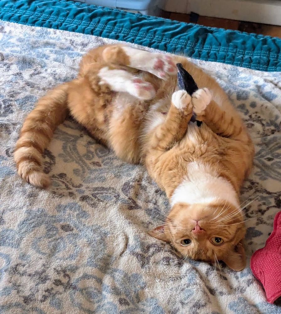 A short-haired orange tabby cat with white bib, tummy and paws rolls on a blue, gray & white blanket while holding a black tarot card catnip toy in his front paws. His tummy is up and his face is towards up. You can't see the tarot design on the toy from this angle, but it's awesome. 