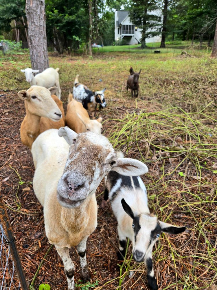 Four goats of various colors and sizes trot aside three white sheep toward the camera in an open, muddy, grassy area. A sheep in the front of the pack tilts its head at the camera