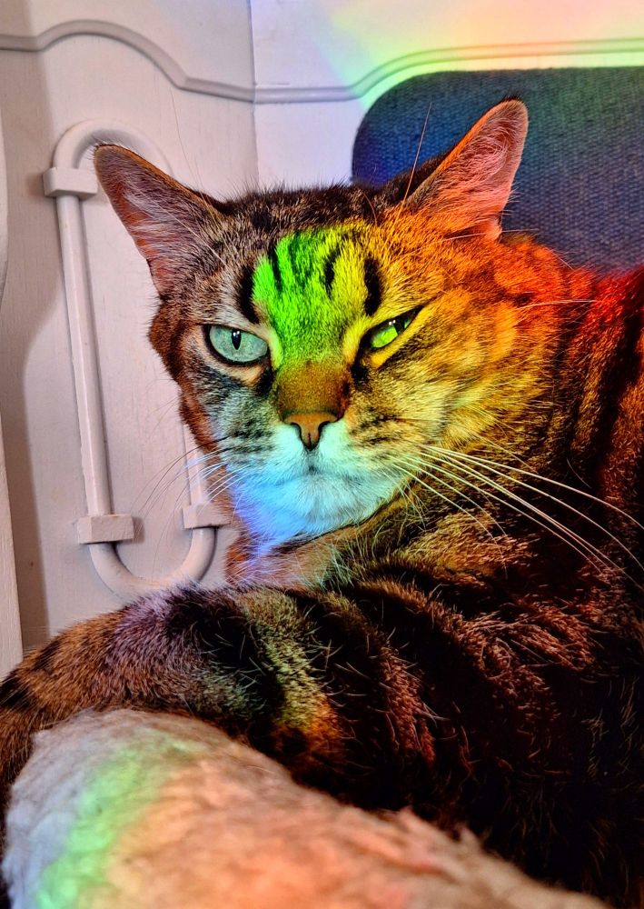 Der Kater, getigert, sehr verschlafen, ist in buntes Licht gehüllt.