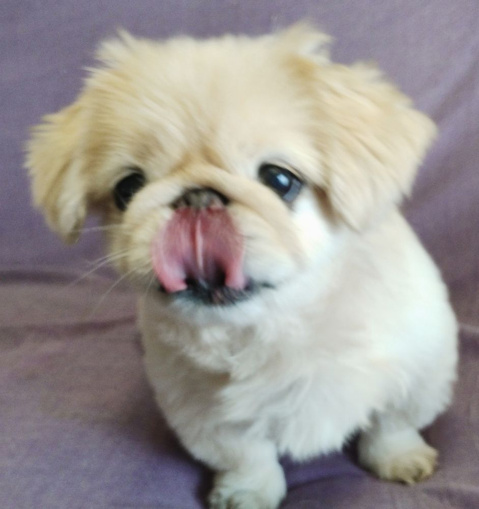 ペキニーズのぴー