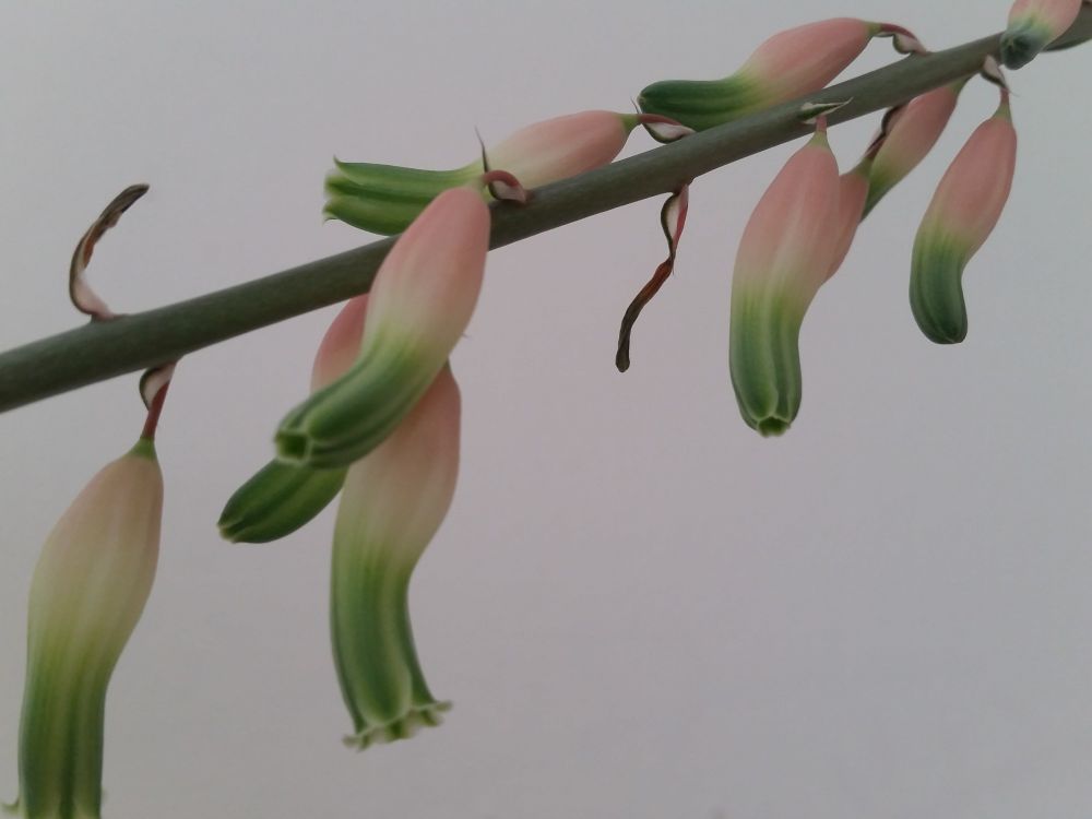 Macro photo of unopened hanging orchid flowers.  Ruby through pink to green in colour.