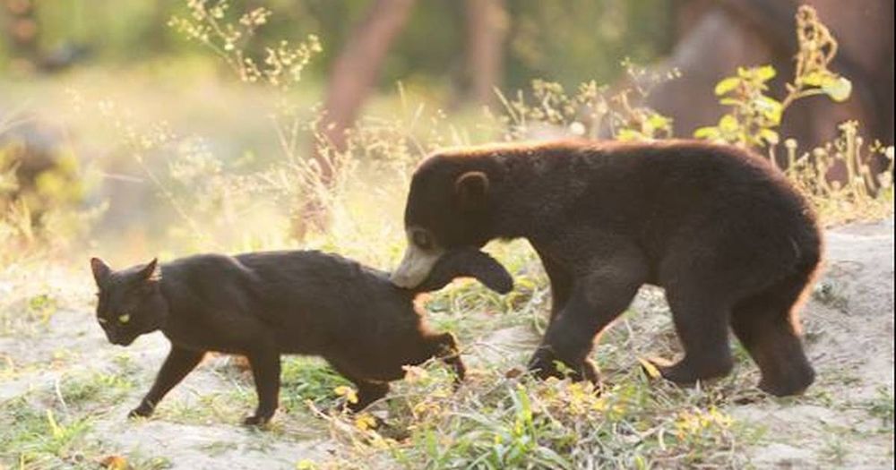 a black house cat walks through some foliage with a small black bear cub following with the black cats tail in its mouth