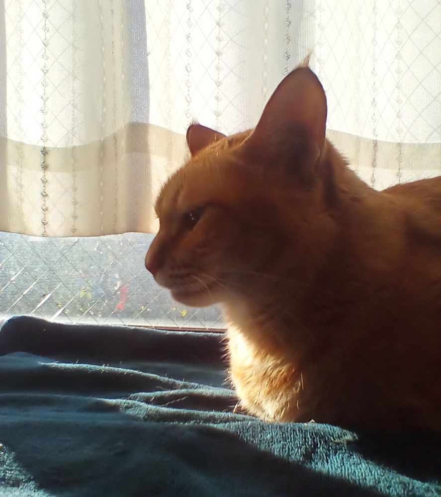 出窓に座り朝日に顔を照らされる茶トラ猫の横顔。
目を細めてニヒルな表情(眩しいのか)。