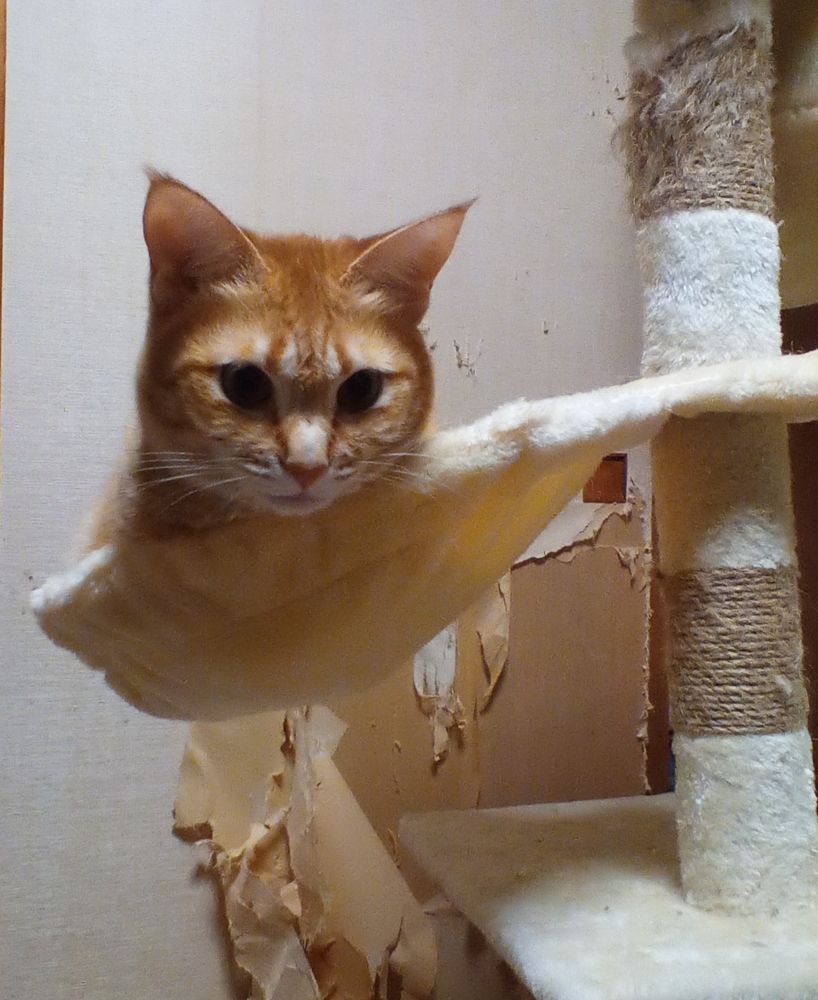 キャットタワーの中段のお椀型のスペースに身を沈め顔だけ出してる茶トラ猫。お椀が傾いでいて猫の重さを感じさせる。
背景にびりびりに破かれた襖紙。
