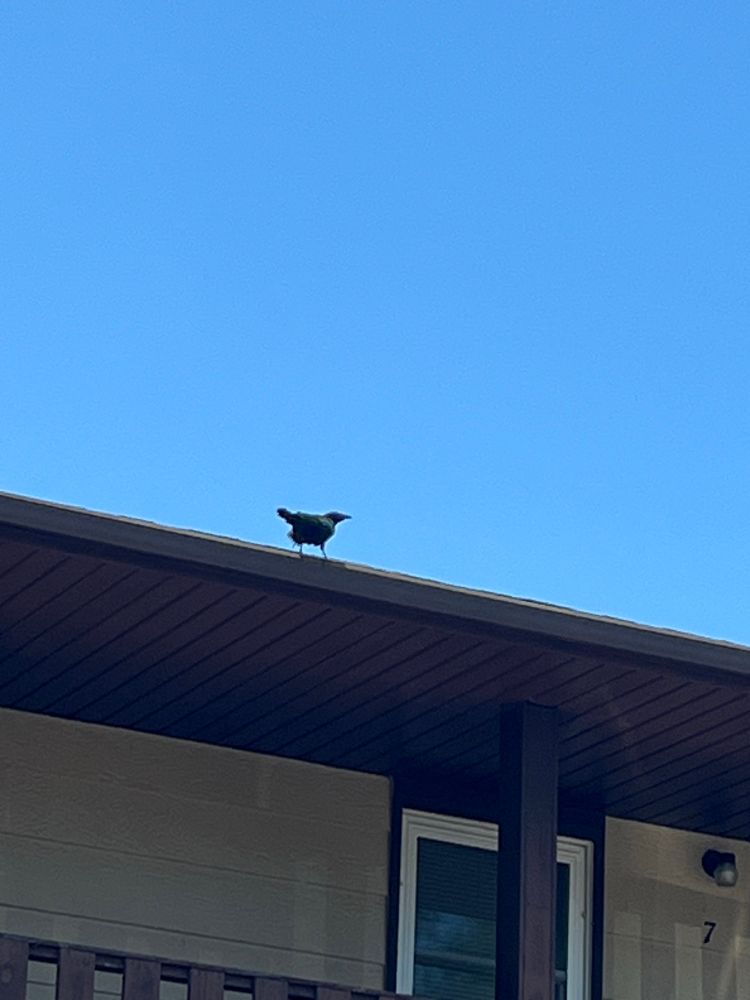 A crow stands on a gutter looking intelligent.