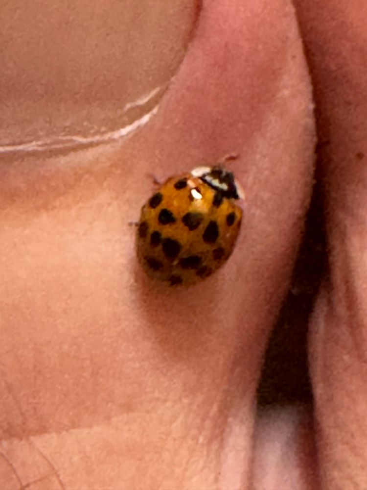 A ladybug crawling on a big toe 