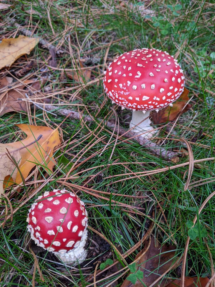 Fly agaric mushrooms!