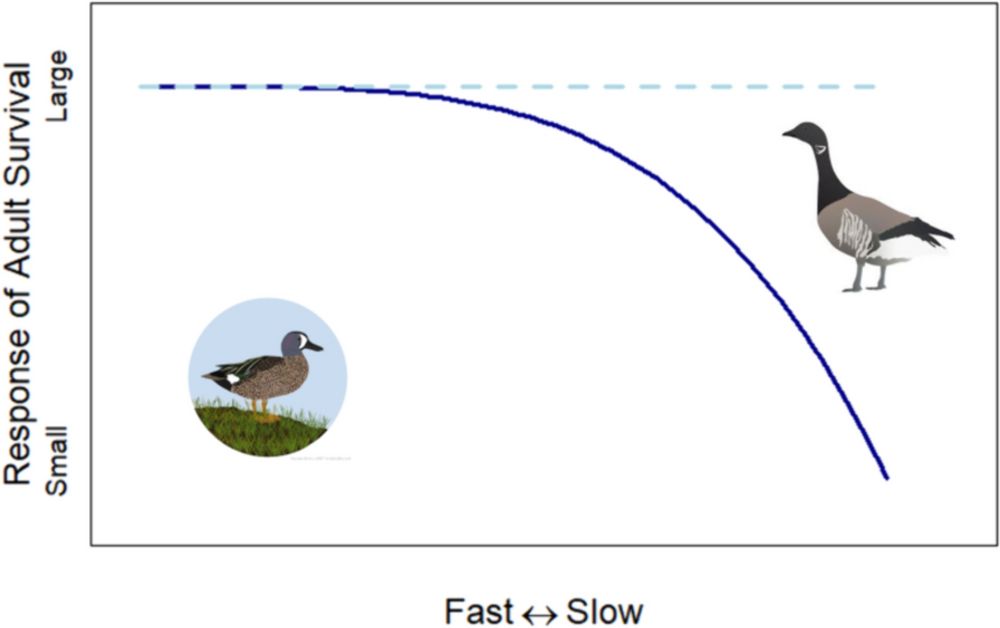 Can waterfowl buffer the mortality risk induced by GPS tags? A cautionary tale for applied inference across species - Animal Biotelemetry