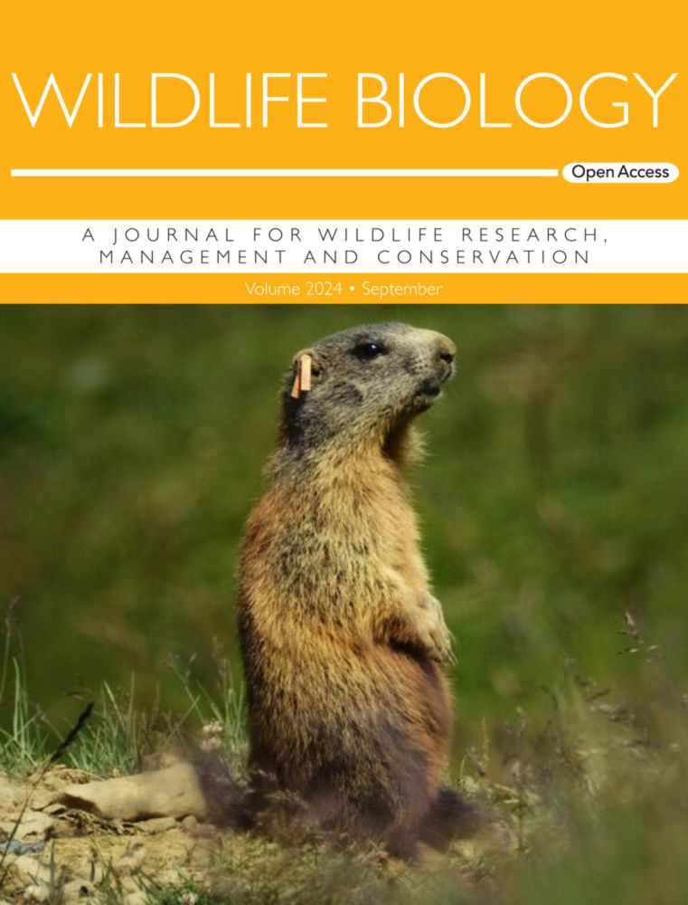 Evaluating the effects of wolf culling on livestock predation when considering wolf population dynamics in an individual‐based model