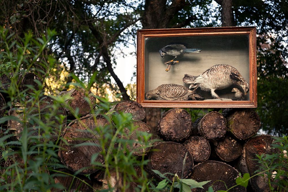 A photograph of a display case containing a taxidermy Blie Jay and two taxidermy Grouse. The display case is resting on top of an aged pile of cut wood. Plants have grown up and around the wood pile and more foliage is in the background. Golden hour light breaks through some areas of the background where the foliage is less dense. 