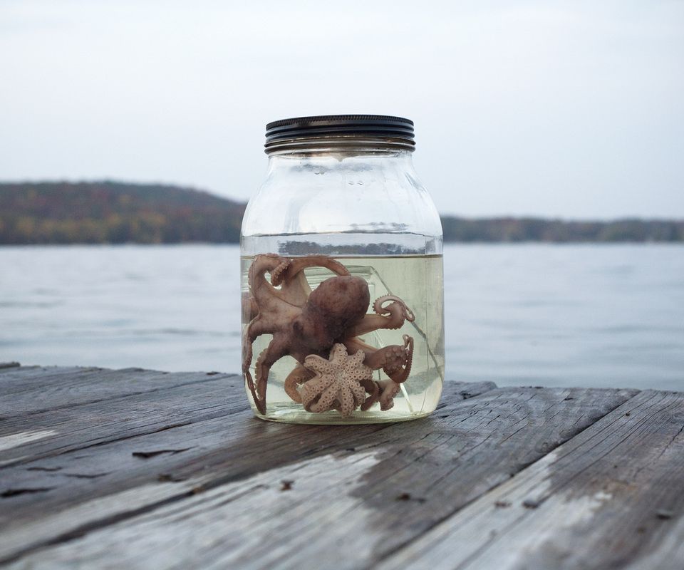 A photograph of a glass jar containing three octopus specimens resting on a wooden dock edge. The sky is overcast. In the background there is a small body of water with a hill of trees on the far side of the water. 