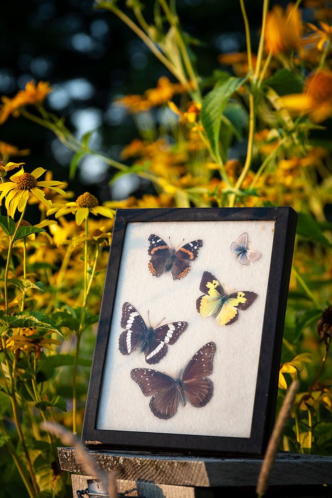 A photograph of five different butterflies preserved in a specimen box. The box is propped up in front of a garden of tall yellow flowers lit from the golden light of the setting sun. 